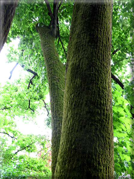 foto Parco di Villa Emo